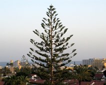 Norfolk Island Pines 1